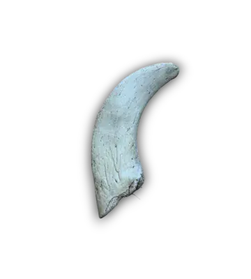 Lamb Horn Marrows