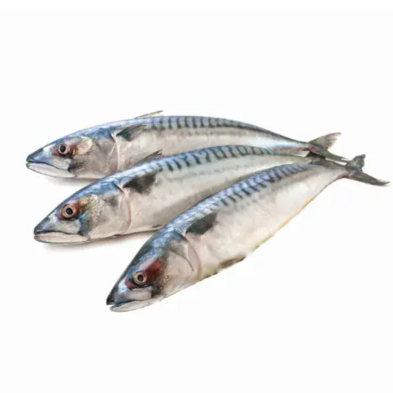 Mackerel - 1KG