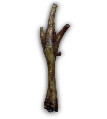 Turkey Foot