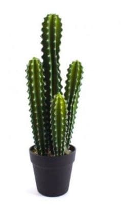 Cactus Décor Plant In Black Pot