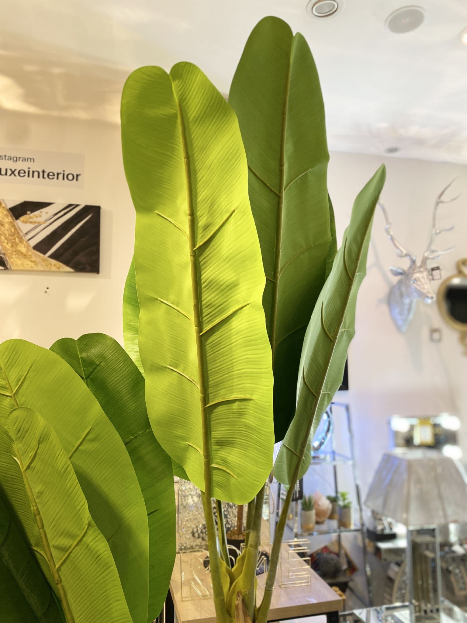 Large Ornamental Banana Tree in Black Pot