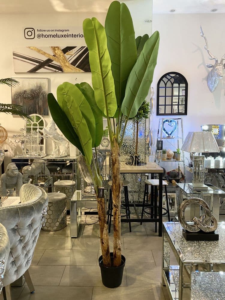 Large Ornamental Banana Tree in Black Pot