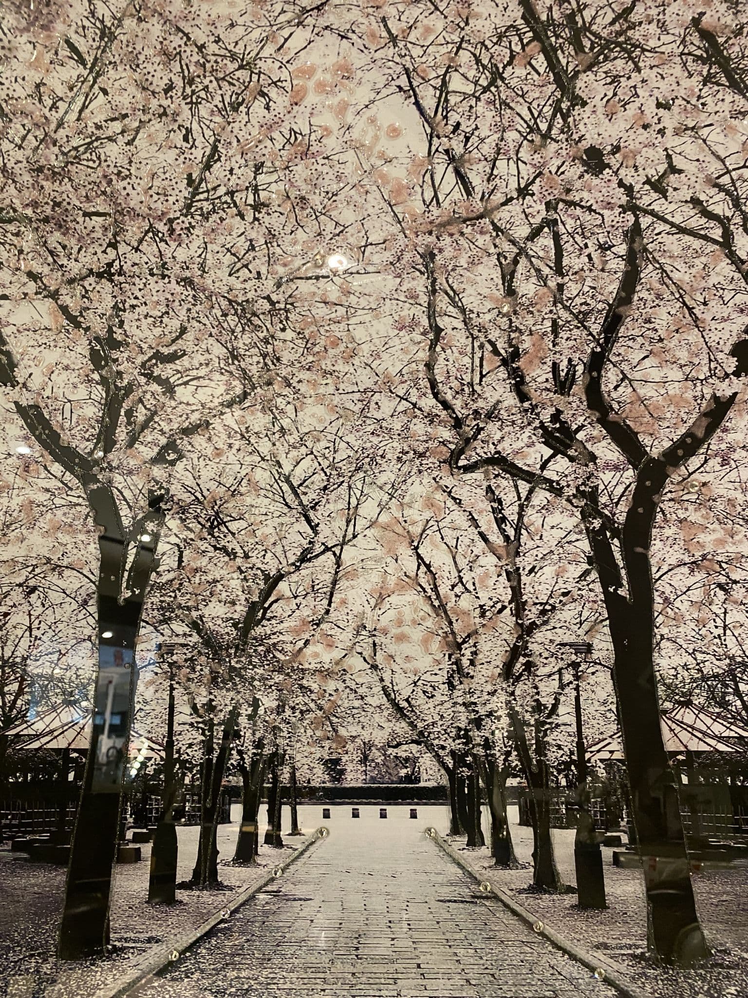 Pink Blossom Trees Walk Way Wall Art White Step Frame 85Cm X 85Cm