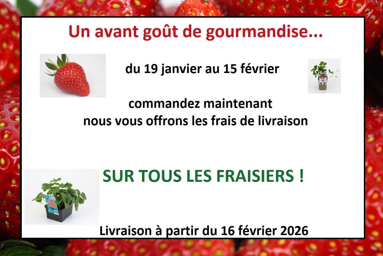LES FRAISIERS EN FOLIES !!!