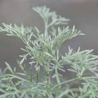 ABSINTHE artemisia absinthium RARE !