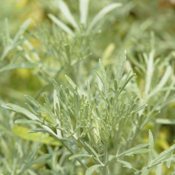 ABSINTHE artemisia absinthium RARE !