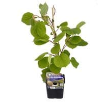 KIWI MALE ou FEMELLE et Actinidia AUTOFERTILE conseils
