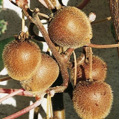 Actinidia KIWI