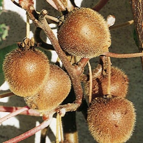 KIWI MALE ou FEMELLE et Actinidia AUTOFERTILE conseils