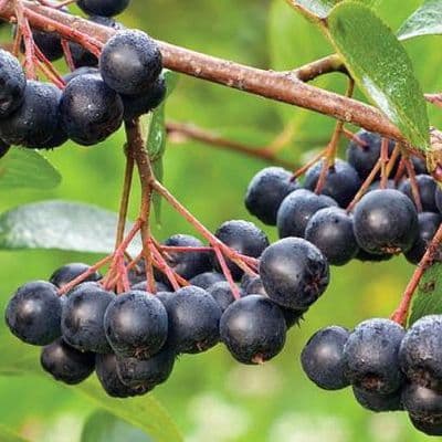 ARONIA (aronia melanocarpa néro)