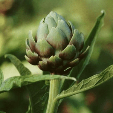 ARTICHAUT VERT de BRETAGNE
