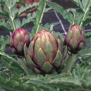 ARTICHAUT VIOLET