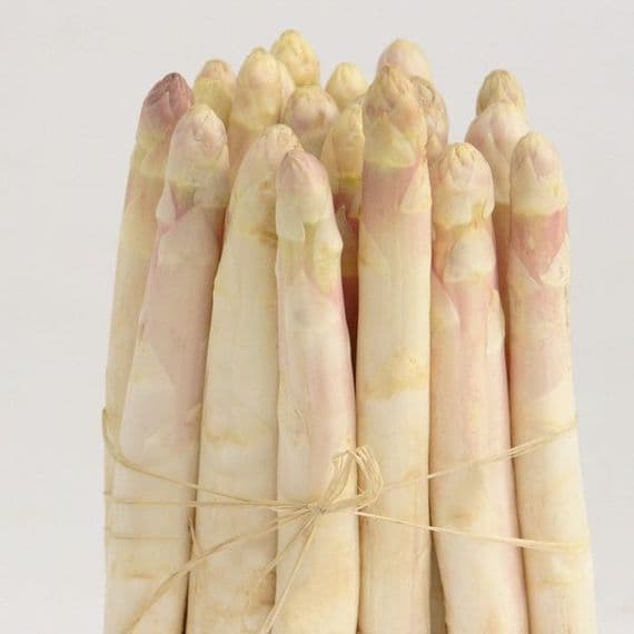 ASPERGE blanche  variété Robbems : 12 griffes au prix de 10
