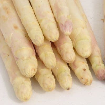 ASPERGES blanches Super Argenteuil