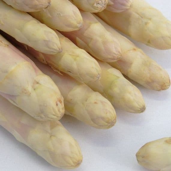 ASPERGE blanche ou verte hybride 1 an de 12 à 1000 griffes a petit prix