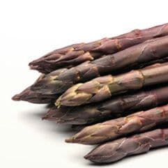 ASPERGES Pourpres hybride 1 an