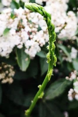 ASPERGES sauvages hybride 1 an