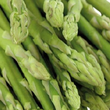 ASPERGES Vertes 1 an