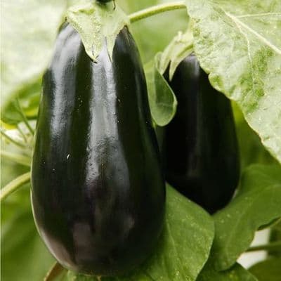 AUBERGINE BONICA GREFFE