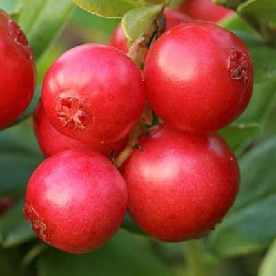 CANNEBERGE CRANBERRY