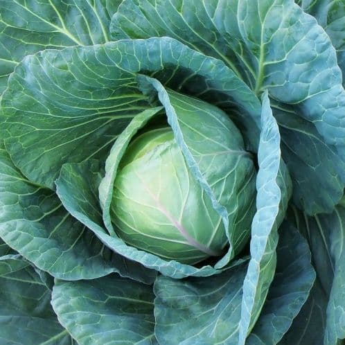 Chou Cabus SIR TETE DE PIERRE REGENCY ou MOZART (Brassica oleracea