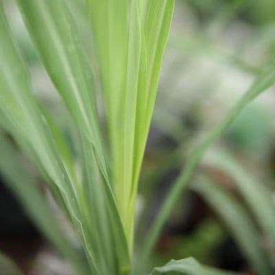 CITRONNELLE DE MADAGASCAR