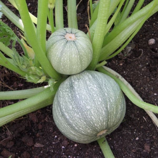 COURGETTE RONDE DE NICE ferme et douce