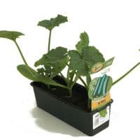COURGETTE TENDOR plant de qualité valeur sure