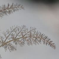 FENOUIL BRONZE Aromatiques  l'originale plant de qualité