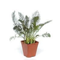 FENOUIL BRONZE Aromatiques  l'originale plant de qualité