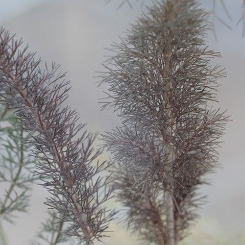 FENOUIL BRONZE Aromatiques  l'originale plant de qualité