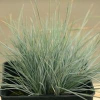 FESTUCA GLAUCA graminee HORTI SOLOGNE