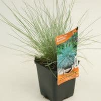FESTUCA GLAUCA graminee HORTI SOLOGNE