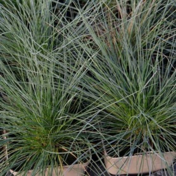 FESTUCA GLAUCA graminee HORTI SOLOGNE