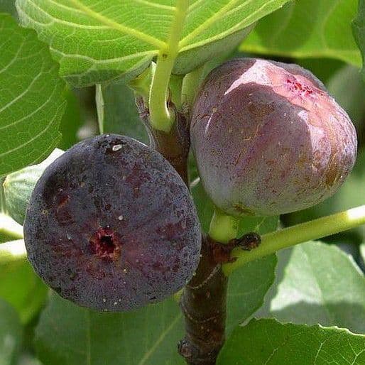 Plants de FIGUIER jaune, rouge ou violet  à fruits sucrés