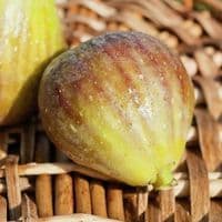 Plants de FIGUIER jaune, rouge ou violet  à fruits sucrés