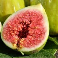 Plants de FIGUIER jaune, rouge ou violet  à fruits sucrés