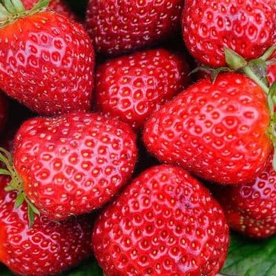 Fraisier BELLE DE SOLOGNE