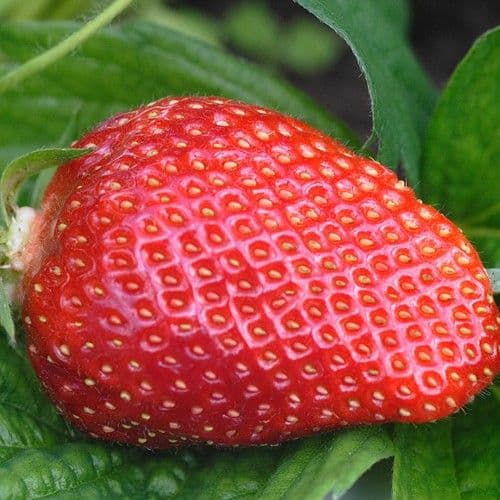FRAISE FAVORI variété remontante précoce à fruit moyen, ferme et de bonne tenue