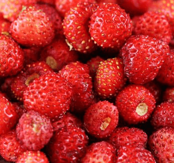 Fraisier FRAISE DES BOIS