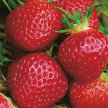 FRAISE MAESTRO (Fragaria vesca) très gros fruits gouteux et sucrés