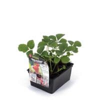 FRAISE MANON des fraises variété non remontante semi-précoce très résistante aux maladies