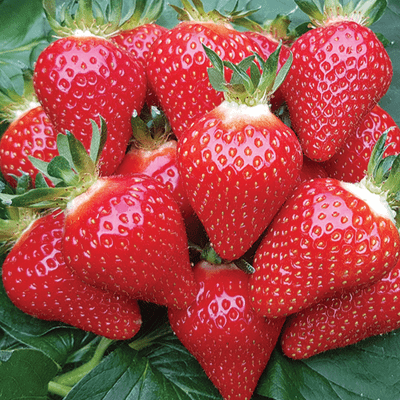 Fraisier MANON des fraises