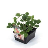 Fraise MARA DES BOIS (Fragaria vesca) fruit moyen au merveilleux gout de fraise des bois