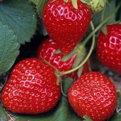 Fraisier MOUNT EVEREST