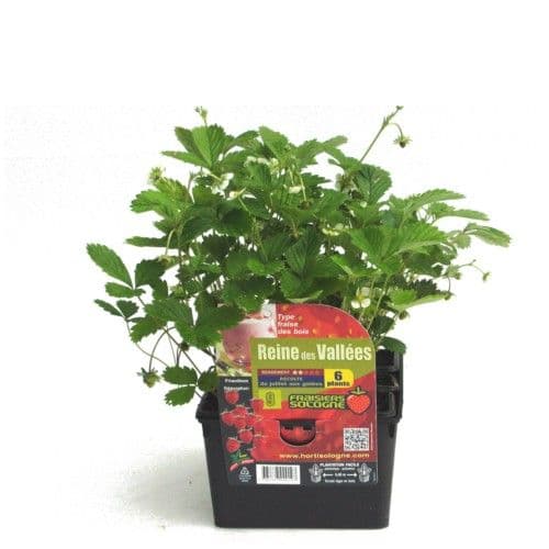 FRAISE REINE DES VALLEES (Fragaria vesca) variété remontante de mi