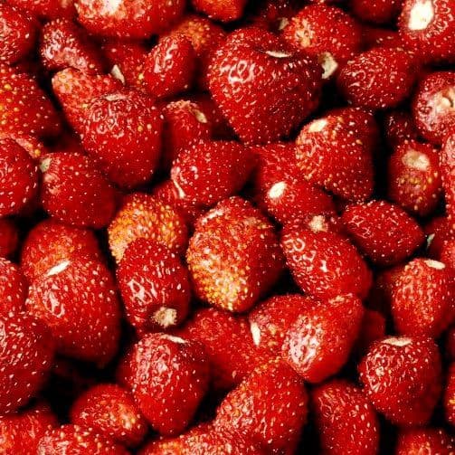 FRAISE REINE DES VALLEES (Fragaria vesca) variété remontante de mi