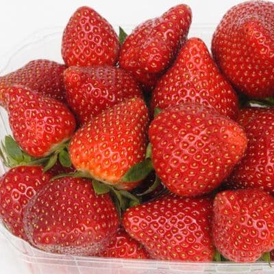 Fraisier ROUGE PASSION