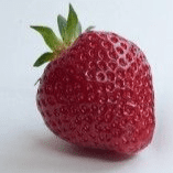 FRAISE RUBIS des jardins (Fragaria vesca) Variété non remontante aux Fruits fermes et de bonne tenue!