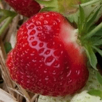 FRAISE RUBIS des jardins (Fragaria vesca) Variété non remontante aux Fruits fermes et de bonne tenue!